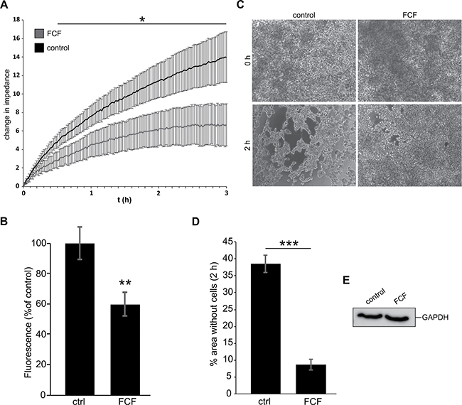 Inhibition of septin dynamics leads to decreased reattachment efficiency and cell aggregation.