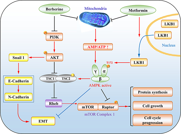 The representative mechanisms underlying tumour suppression by metformin and berberine.