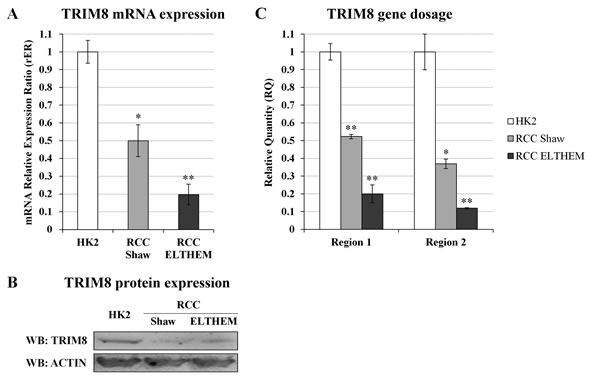 TRIM8 expression and gene dosage analysis in RCC cells.