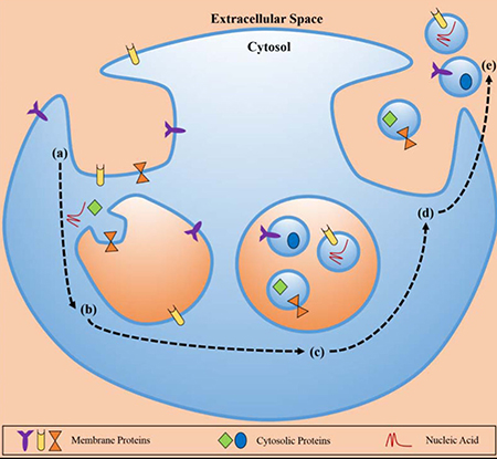 The biosynthetic pathway of exosomes.