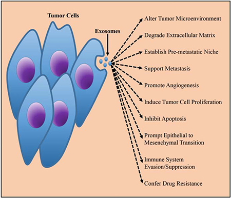 The biological function of TEXs in tumorigenesis.