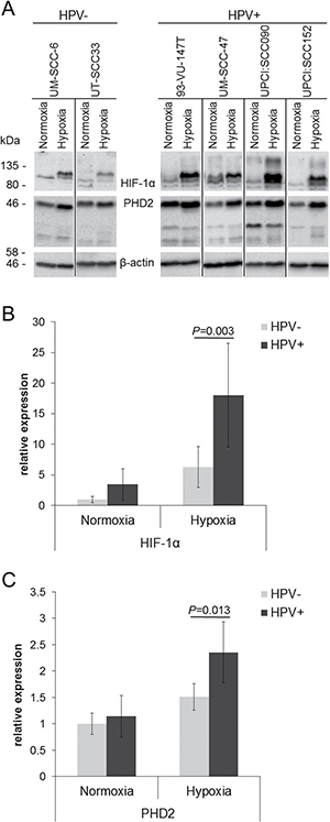 Enhanced response to hypoxia in HPV-positive HNSCC cell lines.