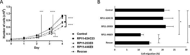 The lncRNA RP11-446E9 regulates cell proliferation and migration.