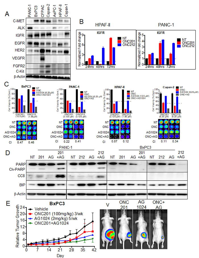 ONC201 and ONC212 show synergistic anti-cancer activity with IGF1-R inhibitor AG1024 in pancreatic cancer cell lines.