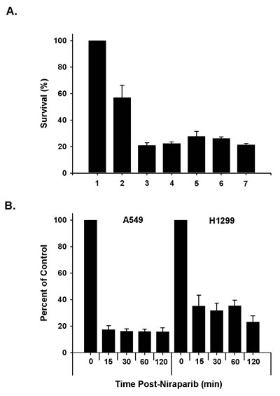 Fig 1: Test of optimal in vitro sequencing of niraparib and radiation and time course of inhibition.