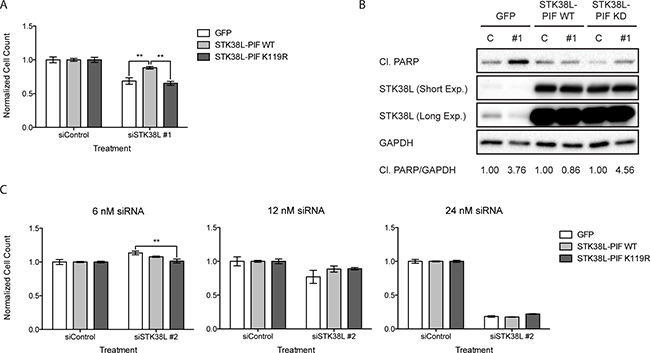 STK38L kinase activity is necessary to promote the survival of DAN-G cells.