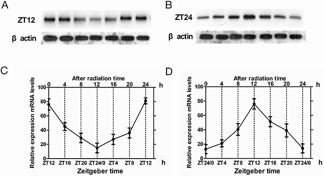 Cry2 mRNA and protein expression in normal brain tissues after irradiation.