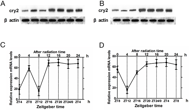 Cry2 mRNA and protein expression in glioma tissues after irradiation.
