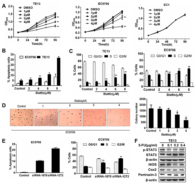 Constitutively activated STAT3 is required for the growth and survival of esophageal squamous cancer cells.