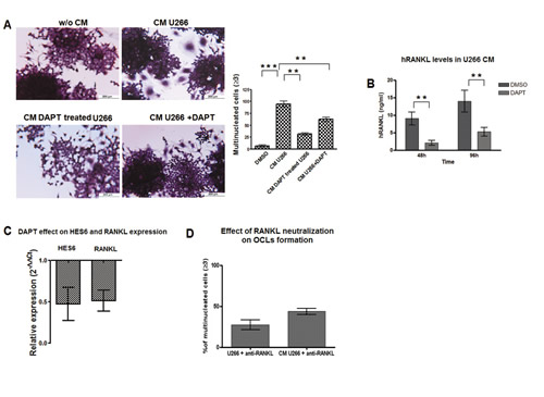 MM cells induce OCLs formation by a Notch-dependent release of RANKL.