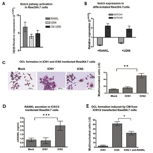 Notch2 is essential for OCL differentiation and drives RANKL secretion.