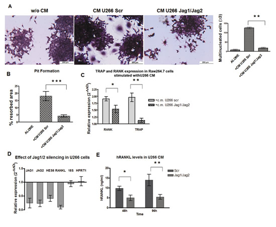 Jag1/2 silencing impairs MM cell osteoclastogenic ability.