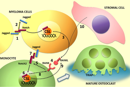 Illustration of the role of Notch ligands and receptors in MM-associated osteoclastogenis.