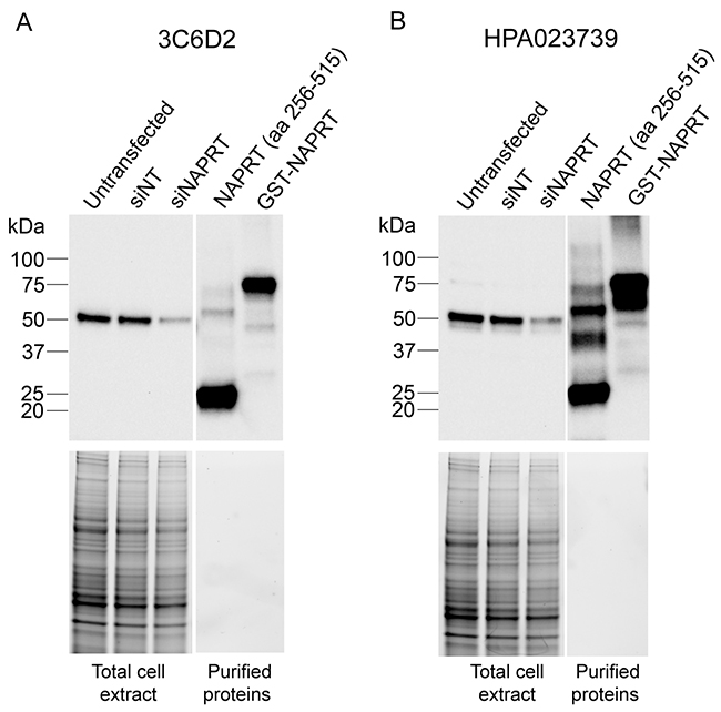 Monoclonal antibody 3C6D2 is highly specific for NAPRT protein.