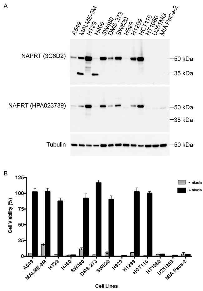 Detection of functional NAPRT by 3C6D2 in human tumor cell lines.