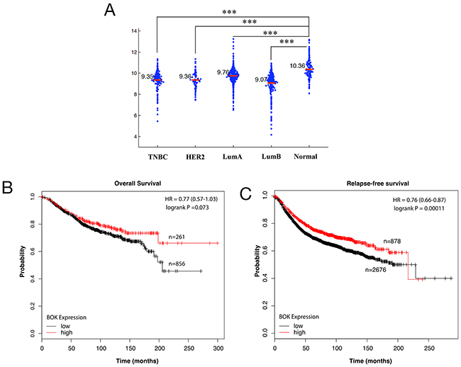 BOK expression is decreased in breast cancers.