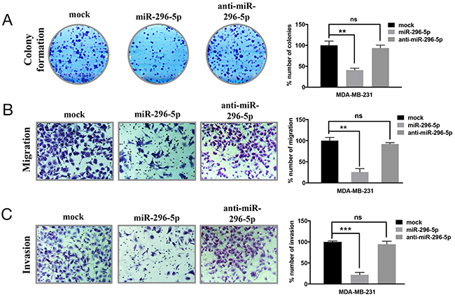 miR-296-5p inhibits long-term viability, migration and invasion of breast cancer cells.