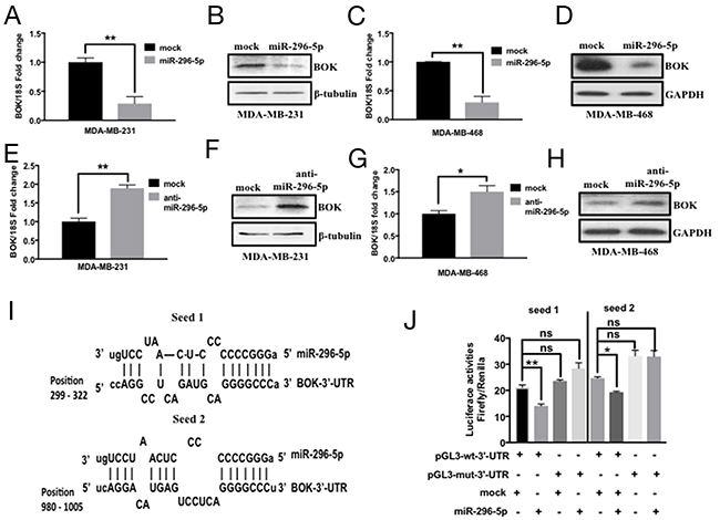 miR-296-5p regulates BOK expression in breast cancer.