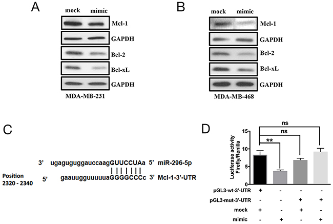 Mcl-1 is a direct target of miR-296-5p.