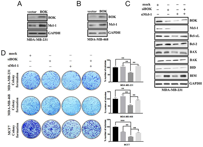 Cross-talk between BOK and Mcl-1 regulates cancer cell survival/apoptosis.