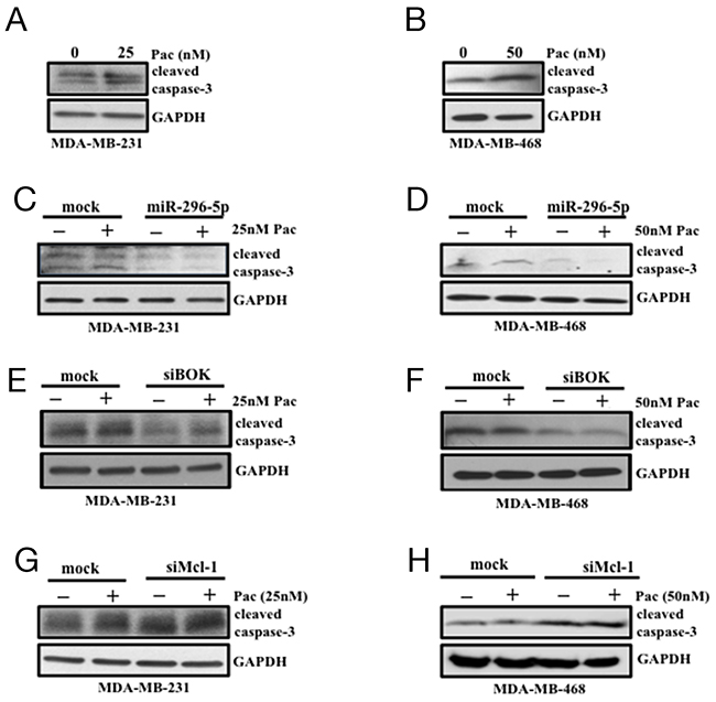 miR-296-5p and BOK silencing protect breast cancer cells from paclitaxel-induced apoptosis.