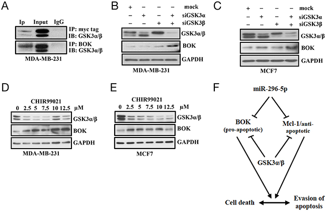 GSK3&#x03B1;/&#x03B2; regulates BOK expression.