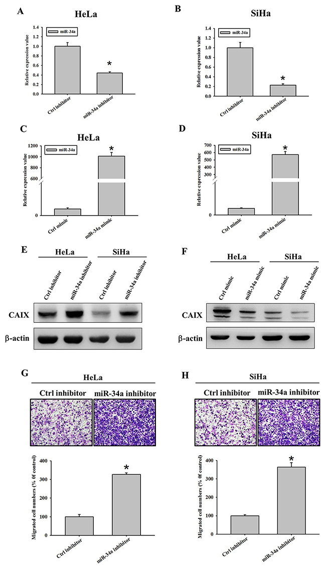 Effect of miR-34a inhibitor and mimic on the protein expressions of carbonic anhydrase IX (CAIX), migratory and invasive abilities in different cancer cell lines.