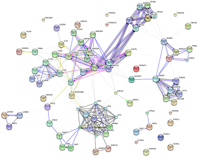 Genetic interaction network associated with breast cancer liver metastases basing on String platform.