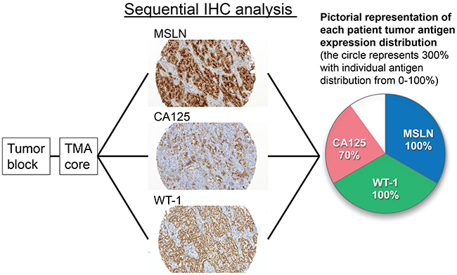 A representative case of sequential immunohistochemical analysis for distribution of antigen-positive cells.