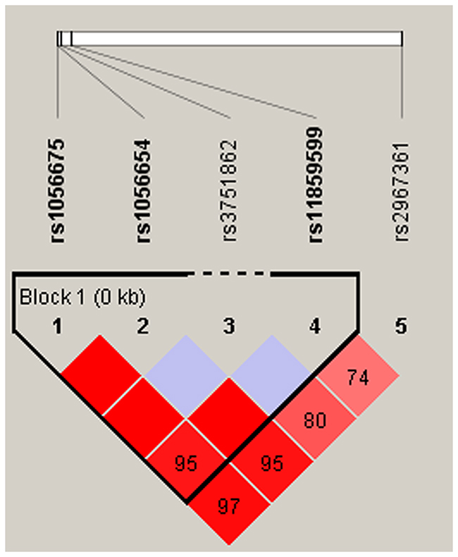 Haplotype block map for part of the SNPs in MPHOSPH6 gene.