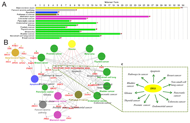 Kyoto Encyclopedia of Genes and Genomes (KEGG) pathway analysis of temozolomide -associated gene sets performed using ClueGO.