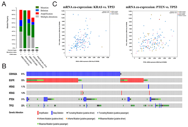 Mining genetic alterations connected with the temozolomide -associated genes CDKN2A, EGFR, HRAS, KRAS, PTEN and TP53 in glioma studies embedded in cBioPortal.