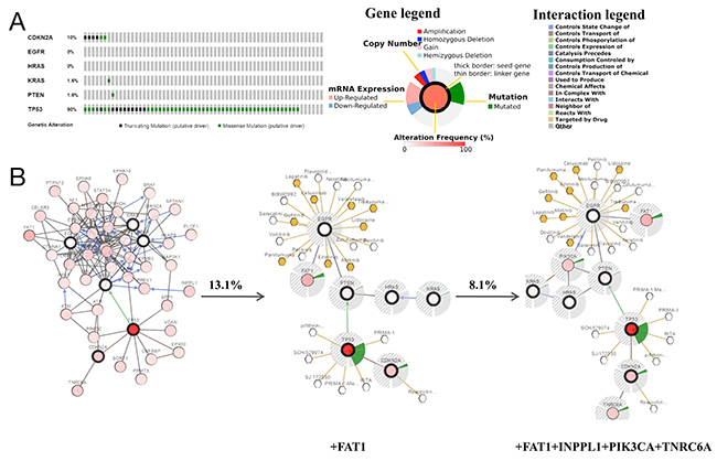 Genetic alterations and a visual display of the gene network connected to CDKN2A/EGFR/HRAS/KRAS/PTEN/TP53 in brain low-grade glioma (LGG) (based on the study of Johnson BE, Science 2014).