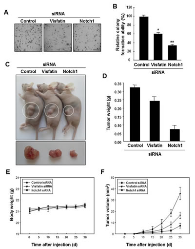 Effects of visfatin or Notch1 depletion on cell and tumor growth.