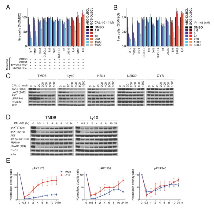 PI3K activity rebounds shortly after PI3K&#x3b4; inhibition in a subset of ABC DLBCL lines.