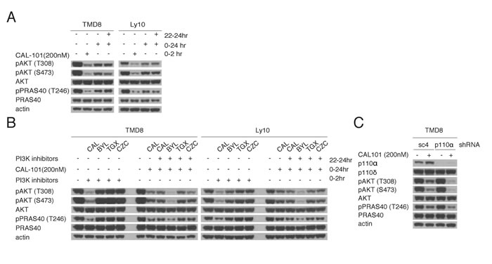 Reactivation of PI3K signaling following PI3K&#x3b4; inhibition is mediated through PI3K&#x3b1;.
