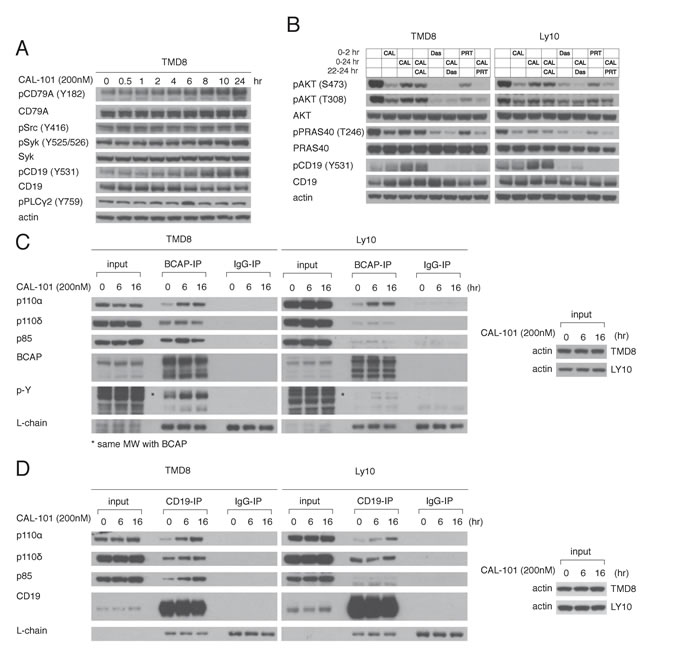 Feedback activation of PI3K&#x3b1; following PI3K&#x3b4; inhibition depends on increased BCR signaling.