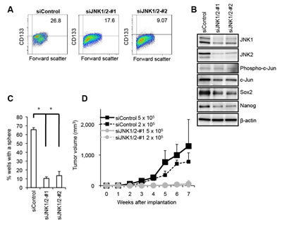 Genetic silencing of JNK by siRNA causes loss of the self-renewal and tumor-initiating capacity in PANC-1 CSLCs.