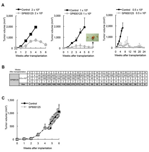 Transient JNK inhibition  in vivo  depletes pancreatic CSCs/CSLCs within tumors without having an immediate inhibitory effect on bulk tumor growth.