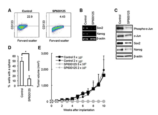 Pharmacological inhibition of JNK by SP600125 causes loss of the self-renewal and tumor-initiating capacity in PANC-1 CSLCs.