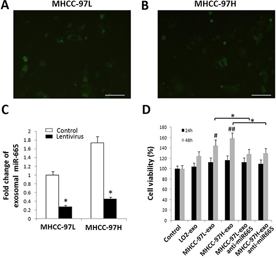 Exosomal miR-665 promotes cell proliferation in HCC cells.