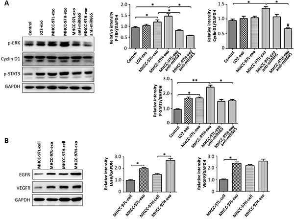 Exosomal miR-665 upregulated the expression of HCC cell proliferation-related proteins.