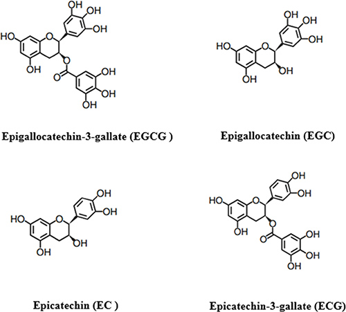 The main phenolic compounds of tea polyphenols.