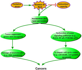 Pathogenesis of oxidative stress-induced carcinogenesis.