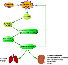 Pathogenesis of oxidative stress-induced inflammation.