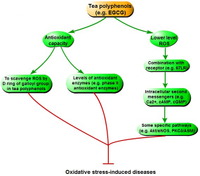 The mechanism of tea polyphenols curing diseases triggered by oxidative stress.