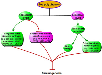 Some special mechanisms that tea polyphenols inhibit cancers, except increasing antioxidant capacity.