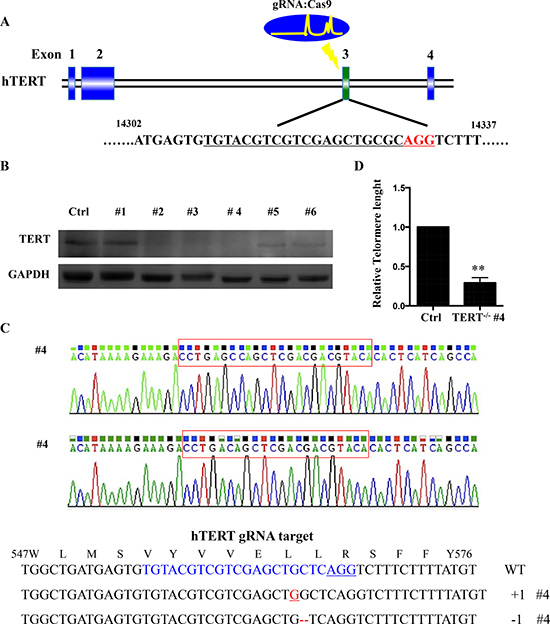 hTERT knockout cells generated using CRISPR-Cas system.