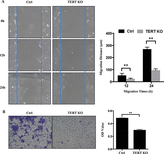 Knockout of hTERT inhibits cell migration in SCC-15 cells.