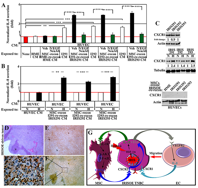 ECs respond by secreting IL-8 to re-activate IRISOE TNBC cells.